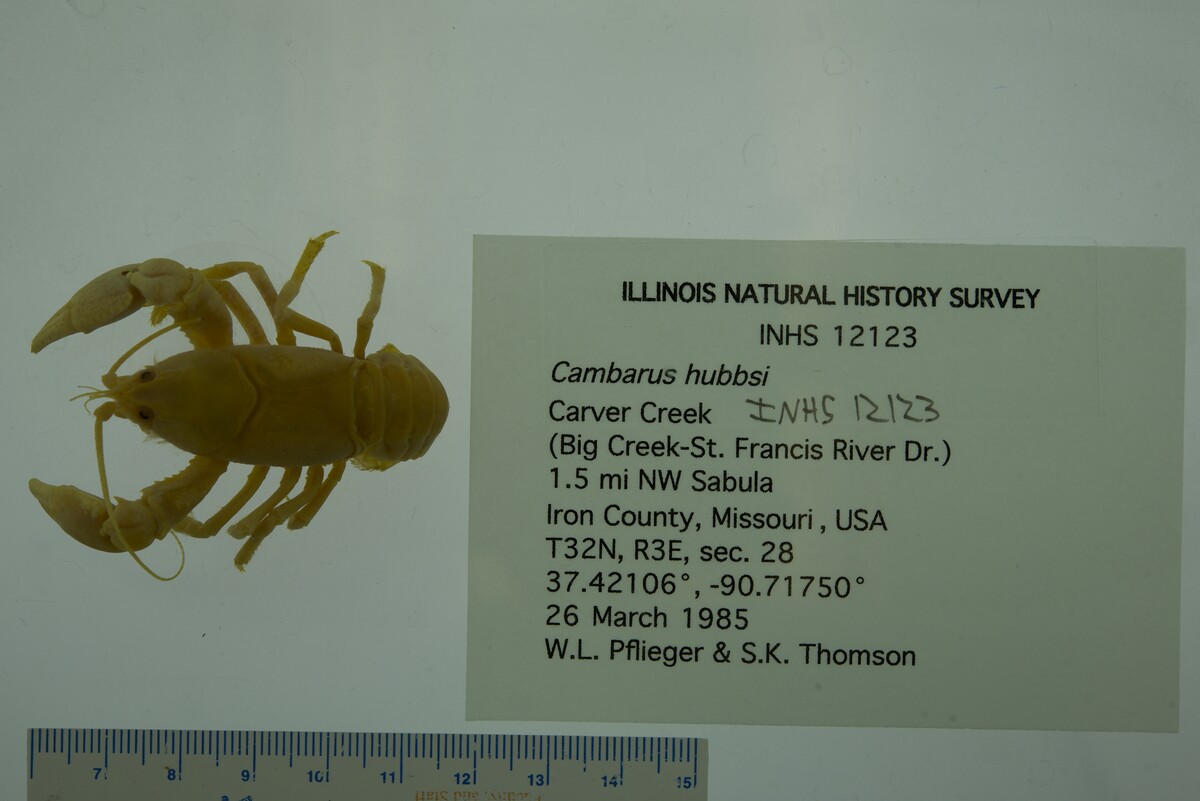 Cambarus hubbsi image
